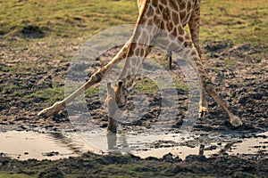 Close-up of southern giraffe drinking from river