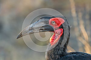 Close-up of a southern ground hornbill