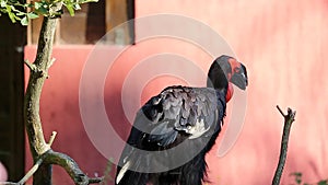 Close Up of a Southern Ground Hornbill