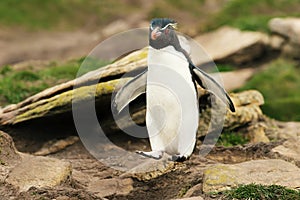 Close up of Southern rockhopper penguin hopping from the rocks