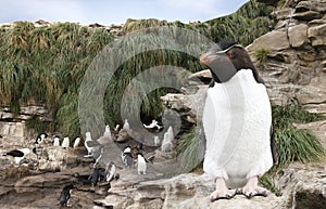 Close up of Southern rockhopper penguin standing on a rock in rookery