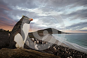 Close up of Southern rockhopper penguin standing on a rock at sunset