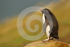 Close up of Southern rockhopper penguin standing on a rock