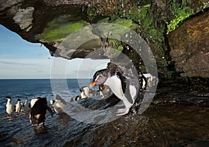 Close up of a Southern rockhopper penguin taking shower photo