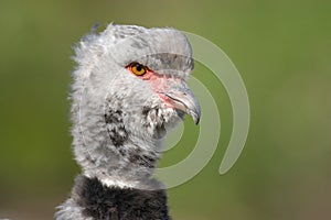 Close-up of a Southern Screamer