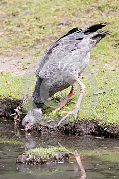 Close-up of a Southern Screamer Chauna torquata