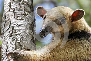 Close-up of a Southern tamandua climbing up a tree, Pantanal, Brazil photo