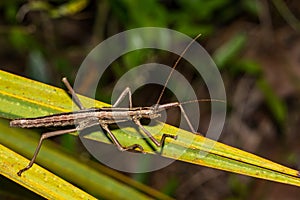 Southern Two-striped Walkingstick - Anisomorpha buprestoides