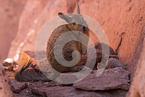 Close up of a southern viscacha