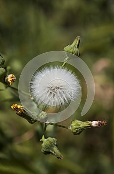 Close up of a Sow Thistle Dandelion & its Flower Buds during Spring