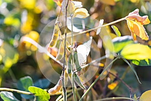 Close up of the soy bean plant