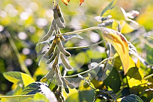 Close up of the soy bean plant