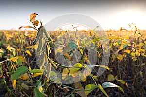 Close up of the soy bean plant