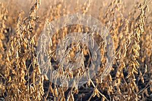 Close up of the soy bean plant