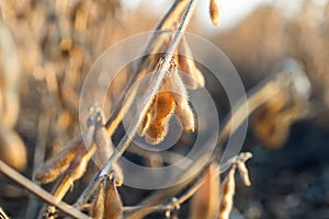 Close up of the soy bean plant