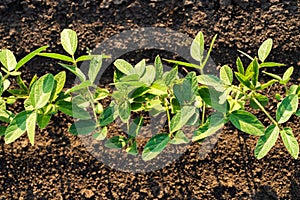 Close up of the soy bean plant