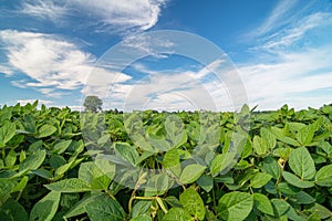 Close up of soy plants growing in a soy field