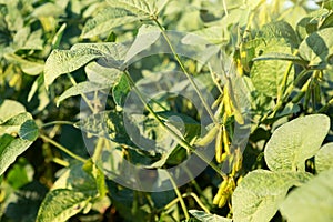 Close up of soybean plant in a field