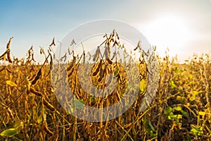 Close up of the soybean plant in the field. Harvest of soy beans. Pods are abundant on the stems