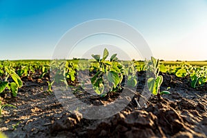 Close-up of soybean sprouts growing in a field. Young green soybean plants. Agricultural soybean field