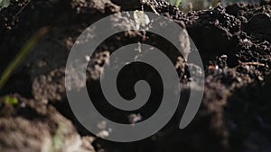 Close up of spade putting manure into dirt in the