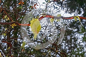 Close-up of Spanish moss or lichen hanging off branch of tree with bokeh forest background