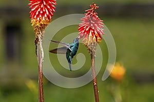 Close-up of a Sparkling violetear hummingbird (Colibri coruscans) sucking nectar, Cocora Valley, Colombia