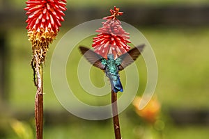 Close-up of a Sparkling violetear hummingbird (Colibri coruscans) sucking nectar, Colombia