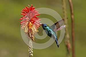 Close-up of a Sparkling violetear hummingbird (Colibri coruscans) sucking nectar, Colombia