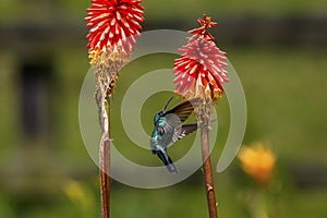 Close-up of a Sparkling violetear hummingbird (Colibri coruscans) sucking nectar in sunlight,