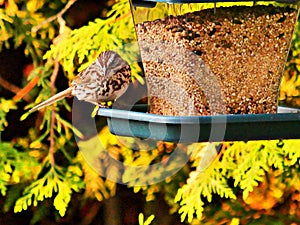 Sparrow perched on a bird feeder
