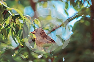 Close up of sparrow bird through leaves in a tree