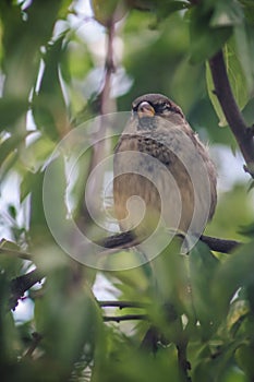 Close up of sparrow bird through leaves in a tree