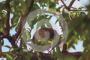 Close up of sparrow bird through leaves in a tree
