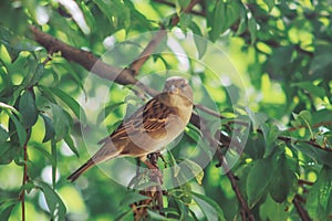 Close up of sparrow bird standing on a tree branch with leaves