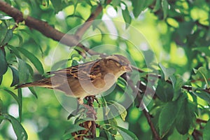 Close up of sparrow bird standing on a tree branch with leaves