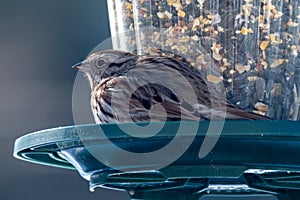 Close up of Sparrow eating seeds from the birdfeeder