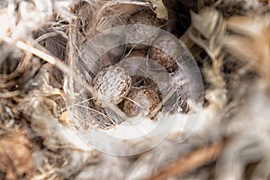 Close up of sparrow eggs in the nest