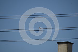 A close-up on a sparrow on a elektricity cable