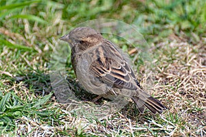 close up of a sparrow on the grass