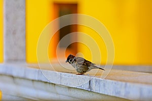 Close-up. A sparrow pecks bread on a windowsill against