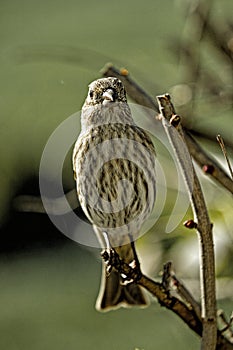 Close up of a sparrow perched on a branch in shrubbery