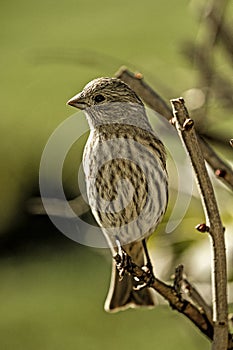 Close up of a sparrow perched on a branch in shrubbery