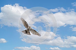 Close up of a Sparrowhawk hovering in blue sky