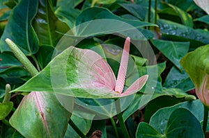 Close up of Spathe Flower with green foliage nature background