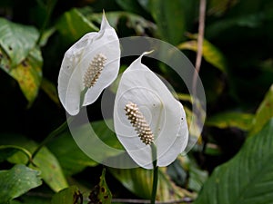 Close-up Spathiphyllum wallisii