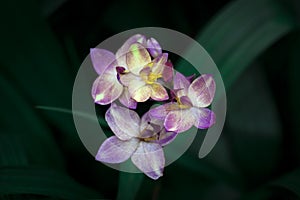 Close-up of Spathoglottis orchids blooming on a dark background and vignetted.