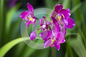 Close-up of Spathoglottis orchids, sepals, and petals are pinkish purple and the lip are yellow.