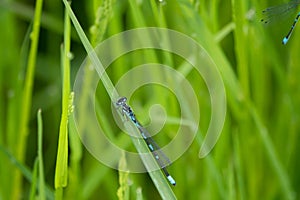 A close-up of a spear azure maiden sitting in the green reed