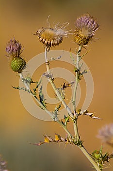 Close up of a Spear Thistle